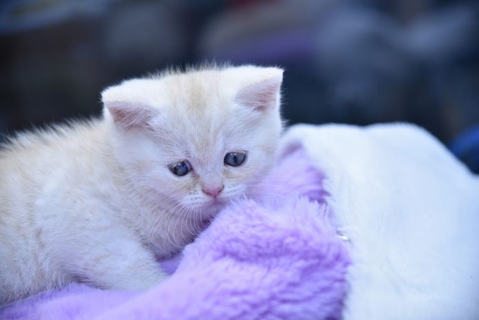 Reinrassige BKH-Kitten mit Stammbaum (geimpft, gechippt, Gesundheitszeugnis) - M,  red tabby