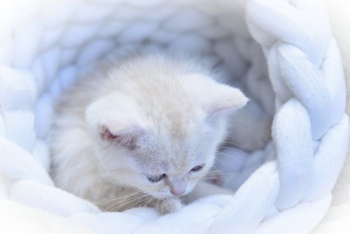 Reinrassige BKH-Kitten mit Stammbaum (geimpft, gechippt, Gesundheitszeugnis) - M,  red tabby