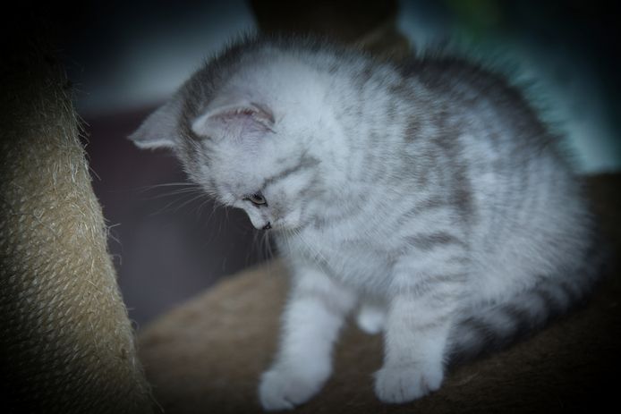 Reinrassige BKH-Kitten mit Stammbaum (geimpft, gechippt, Gesundheitszeugnis) - W, getigert