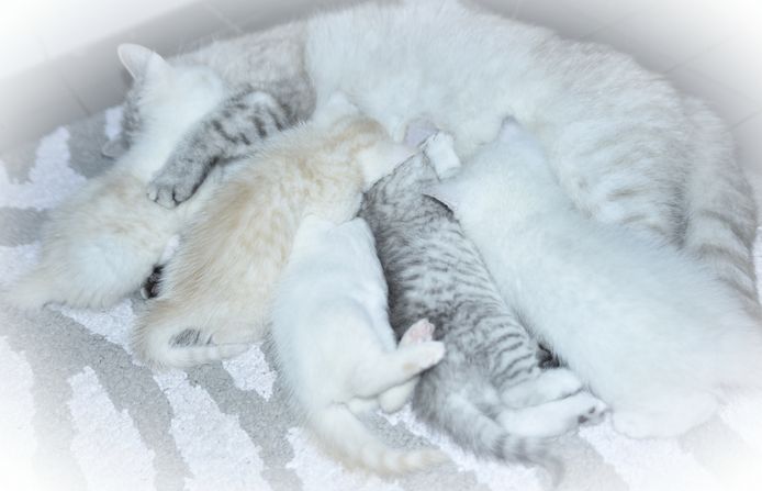 Reinrassige BKH-Kitten mit Stammbaum (geimpft, gechippt, Gesundheitszeugnis) - W, getigert