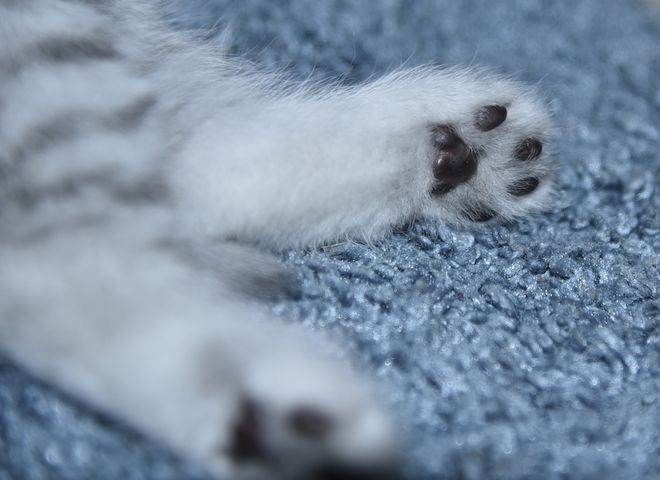Reinrassige BKH-Kitten mit Stammbaum (geimpft, gechippt, Gesundheitszeugnis) - W, getigert