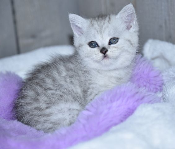 Reinrassige BKH-Kitten mit Stammbaum (geimpft, gechippt, Gesundheitszeugnis) - W, getigert