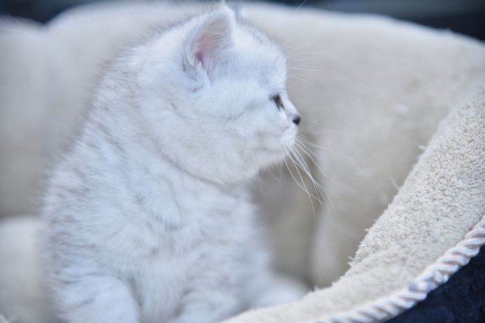 Reinrassige BKH-Kitten mit Stammbaum (geimpft, gechippt, Gesundheitszeugnis) - W, getigert