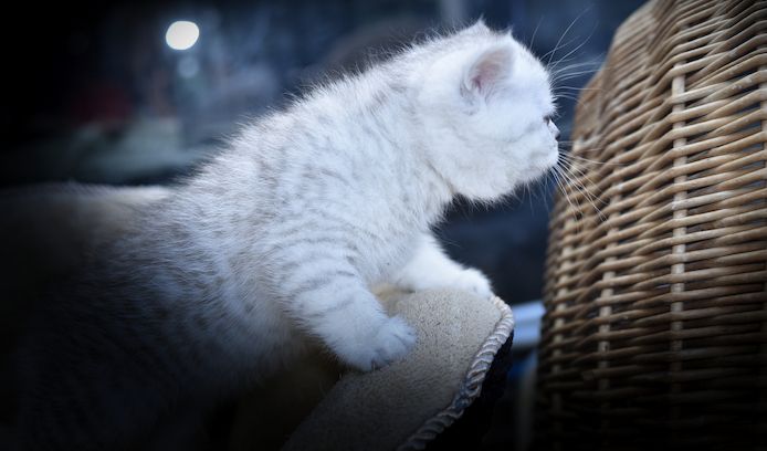 Reinrassige BKH-Kitten mit Stammbaum (geimpft, gechippt, Gesundheitszeugnis) - W, getigert