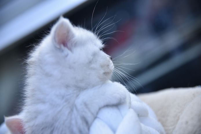 Reinrassige BKH-Kitten mit Stammbaum (geimpft, gechippt, Gesundheitszeugnis) - W, getigert