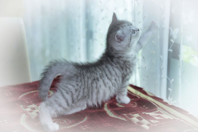 Reinrassige BKH-Kitten mit Stammbaum (geimpft, gechippt, Gesundheitszeugnis) - W, getigert