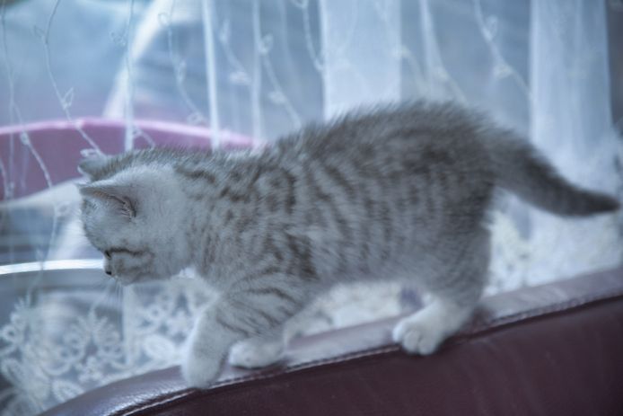 Reinrassige BKH-Kitten mit Stammbaum (geimpft, gechippt, Gesundheitszeugnis) - W, getigert