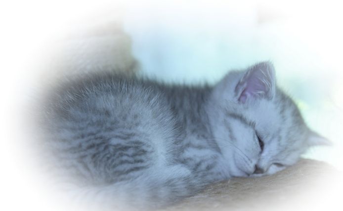 Reinrassige BKH-Kitten mit Stammbaum (geimpft, gechippt, Gesundheitszeugnis) - W, getigert