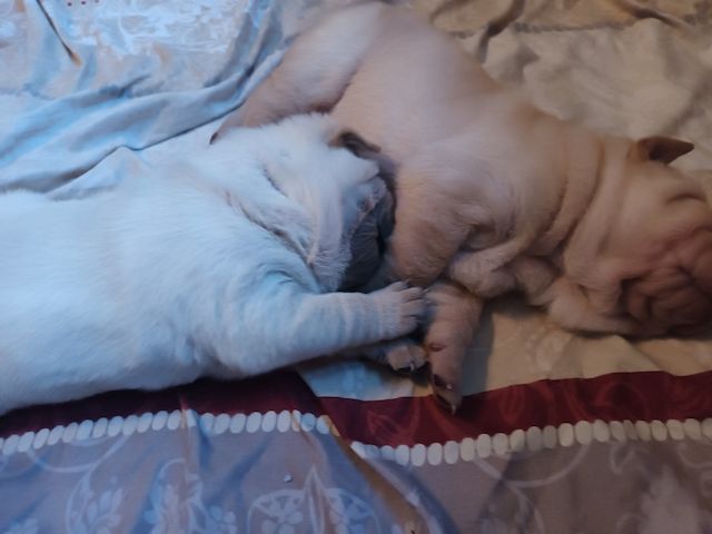 Shar Pei Welpen geb 25.04.25 reinrassig Hündin 