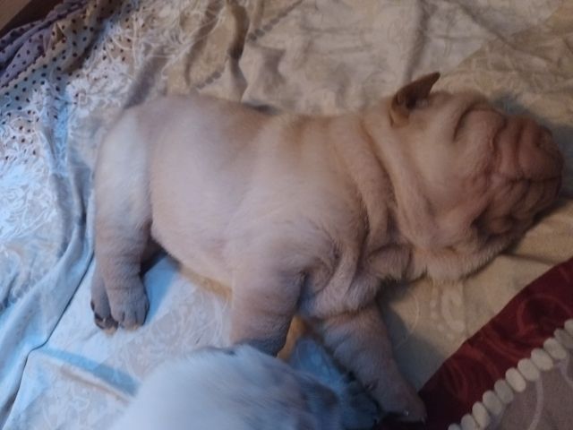 Shar Pei Welpen geb 25.04.25 reinrassig Hündin 