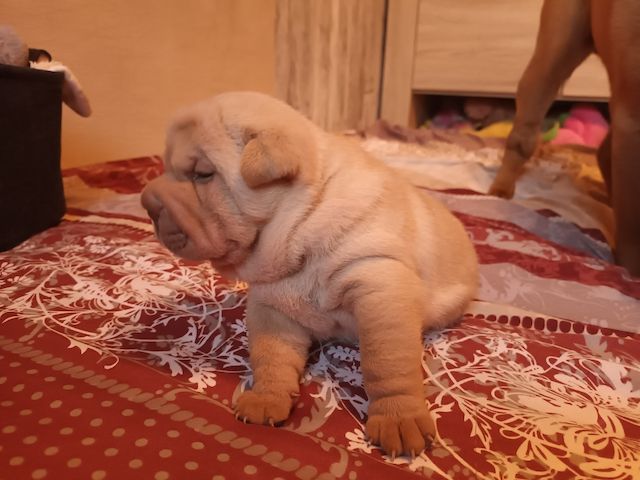 Shar Pei Welpen geb 25.04.25 reinrassig Hündin 