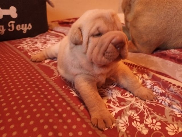 Shar Pei Welpen geb 25.04.25 reinrassig Hündin 