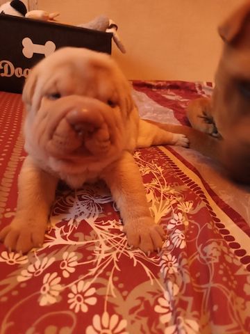 Shar Pei Welpen geb 25.04.25 reinrassig Hündin 