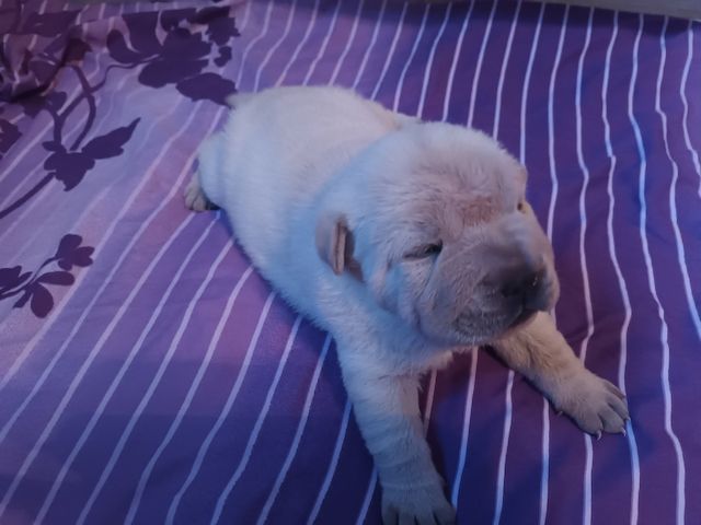 Shar Pei Welpen geb 25.04.25 reinrassig Hündin 