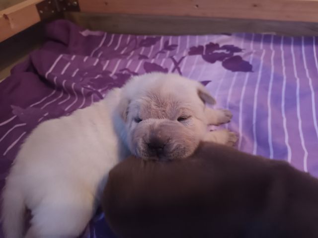 Shar Pei Welpen geb 25.04.25 reinrassig Hündin 