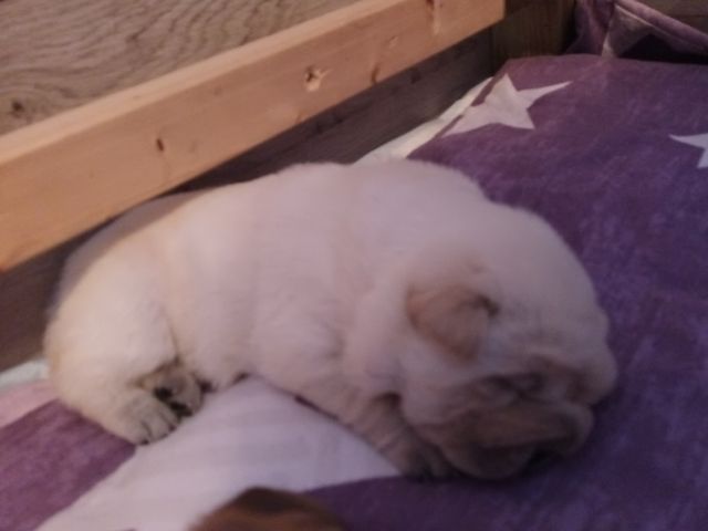 Shar Pei Welpen geb 25.04.25 reinrassig Hündin 