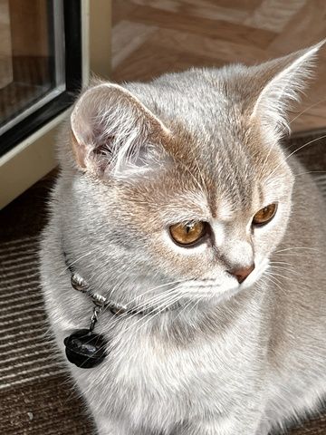 Katze zum abgeben