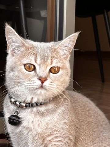 Katze zum abgeben