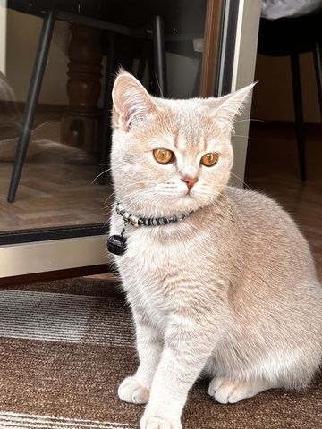 Katze zum abgeben