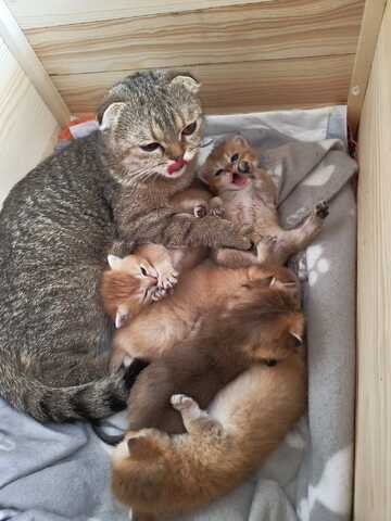 Süße Katzenbabys abzugeben – Hauskatzen Mix (Reservierung möglich)