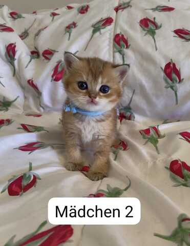 Süße Katzenbabys abzugeben – Hauskatzen Mix (Reservierung möglich)