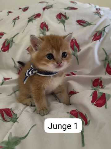 Süße Katzenbabys abzugeben – Hauskatzen Mix (Reservierung möglich)