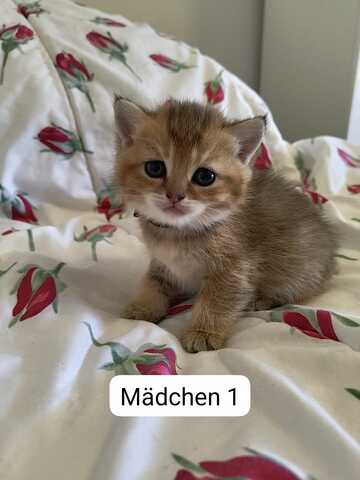 Süße Katzenbabys abzugeben – Hauskatzen Mix (Reservierung möglich)