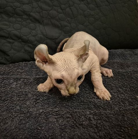 Elf Sphynx