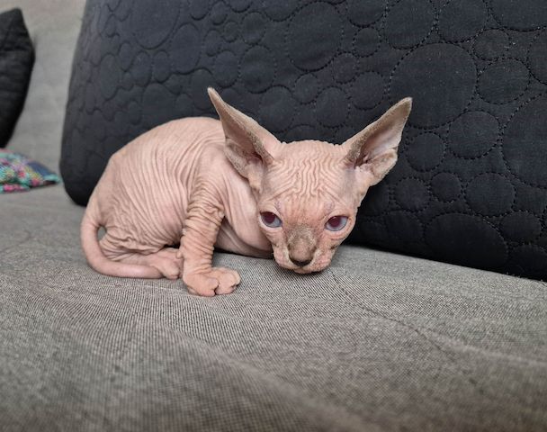 Elf Sphynx