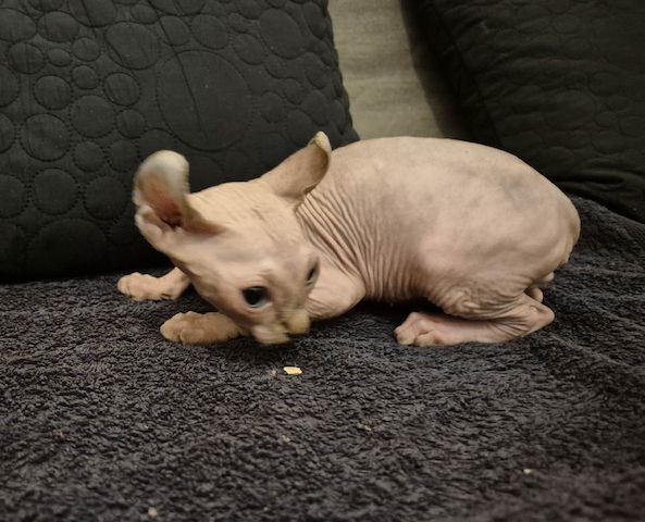 Elf Sphynx