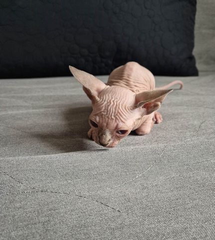Elf Sphynx