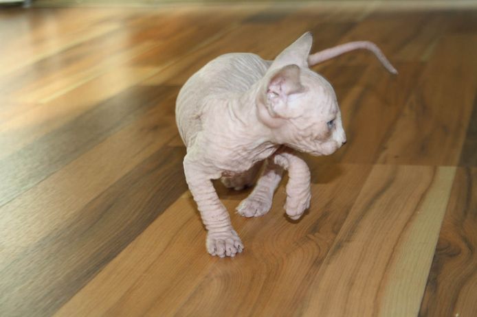 Elf Sphynx