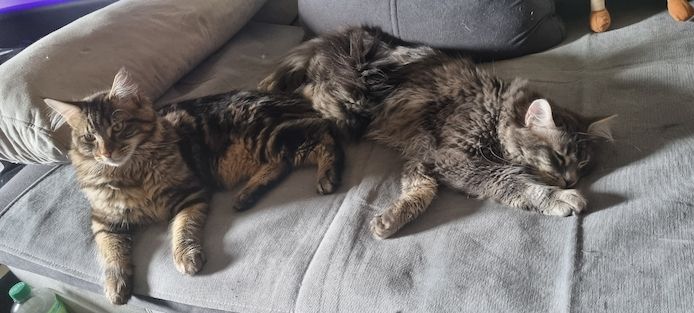 Maine Coon Kitten Kater vB