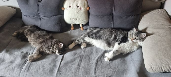 Maine Coon Kitten Kater vB