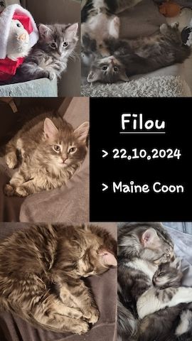 Maine Coon Kitten Kater vB