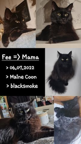 Maine Coon Kitten Kater vB