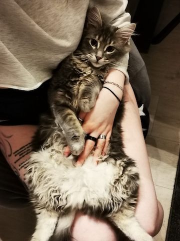 Maine Coon Kitten Kater vB