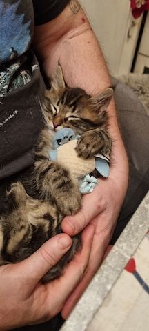 Maine Coon Kitten Kater vB