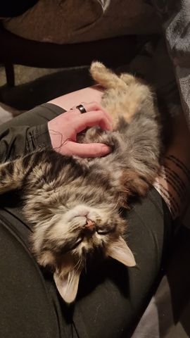 Maine Coon Kitten Kater vB