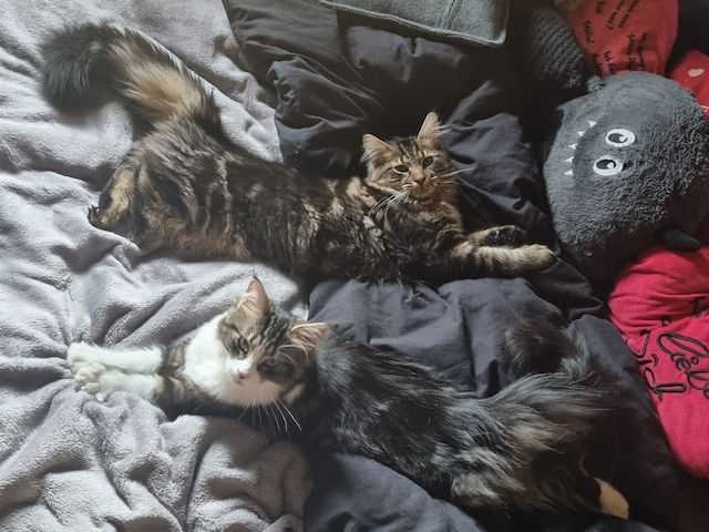 Maine Coon Kitten Kater vB