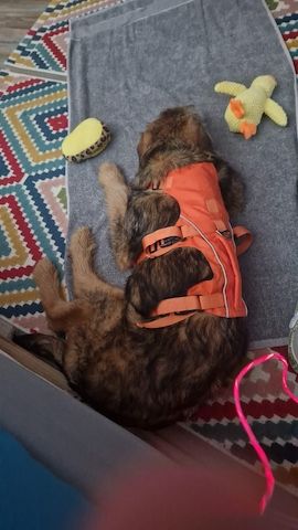 Maya sucht ihre Herzensmenschen