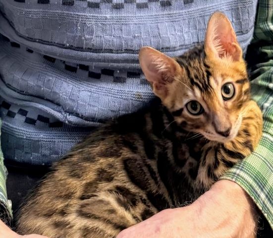 Jungkater mit großem Herz sucht ein liebevolles Zuhause