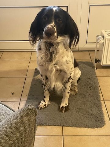 Wonky benötigt dringend ein neues Zuhause