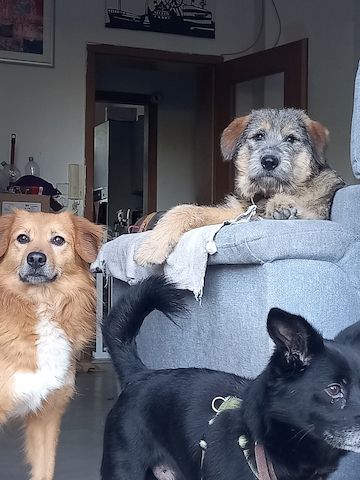 Mausi wartet auf ihren Herzensmensch