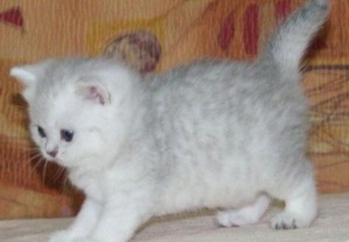12 Wochen alte Ragdoll-Kätzchen
