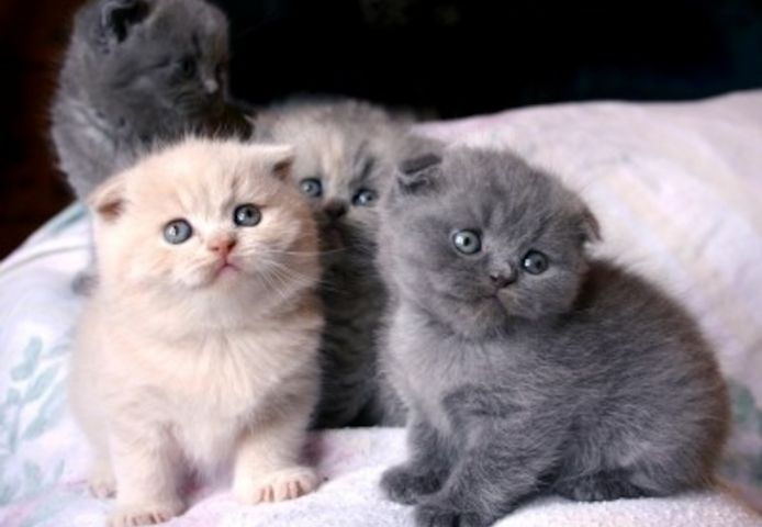 Bkh reinrassige Kitten