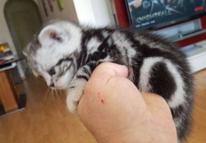 Reinrassige Wunderschöne BKH Kitten Britisch Kurzhaar Katzen