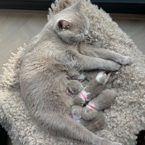 Cattery BHK Britisch Kurzhaar Kätzchen