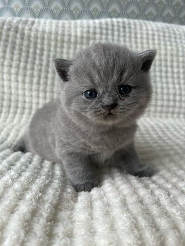 Cattery BHK Britisch Kurzhaar Kätzchen