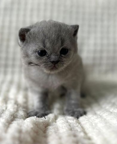 Cattery BHK Britisch Kurzhaar Kätzchen